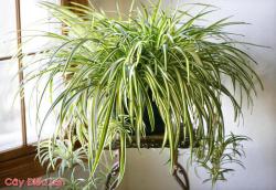 Những cây phong thủy nên trồng trong nhà để mang lại tài lộc